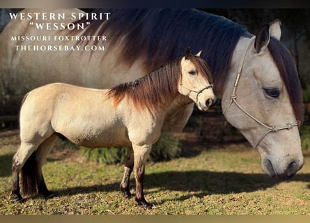 Fox trotter de Missouri, Caballo castrado, 6 años, 145 cm, Buckskin/Bayo