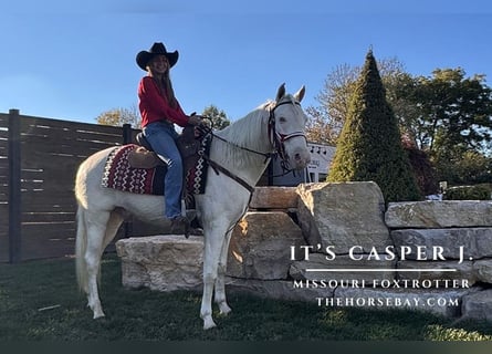 Fox trotter de Missouri, Caballo castrado, 6 años, 147 cm, Cremello