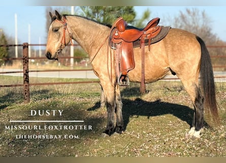 Fox trotter de Missouri, Caballo castrado, 6 años, 150 cm, Buckskin/Bayo