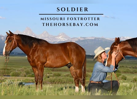 Fox trotter de Missouri, Caballo castrado, 6 años, 152 cm, Alazán-tostado