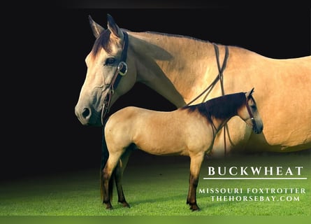 Fox trotter de Missouri, Caballo castrado, 6 años, 152 cm, Buckskin/Bayo