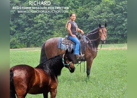 Fox trotter de Missouri, Caballo castrado, 6 años, 152 cm, Castaño rojizo