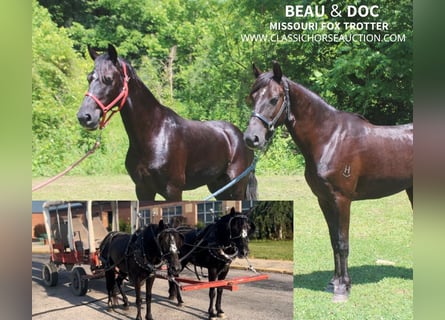 Fox trotter de Missouri, Caballo castrado, 7 años, 132 cm, Castaño rojizo