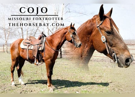 Fox trotter de Missouri, Caballo castrado, 7 años, 152 cm, Alazán rojizo