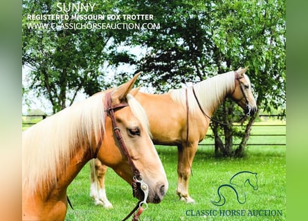 Fox trotter de Missouri, Caballo castrado, 7 años, 152 cm, Palomino