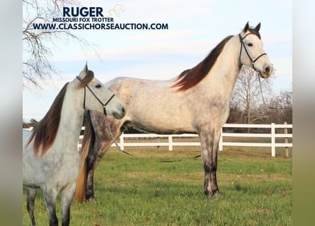 Fox trotter de Missouri, Caballo castrado, 7 años, 152 cm, Tordo