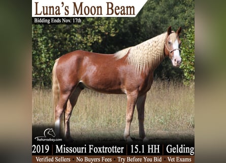 Fox trotter de Missouri, Caballo castrado, 7 años, 155 cm, Alazán rojizo