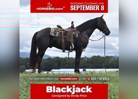 Fox trotter de Missouri, Caballo castrado, 7 años, 155 cm, Negro