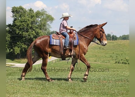 Fox trotter de Missouri, Caballo castrado, 7 años, 157 cm, Castaño rojizo