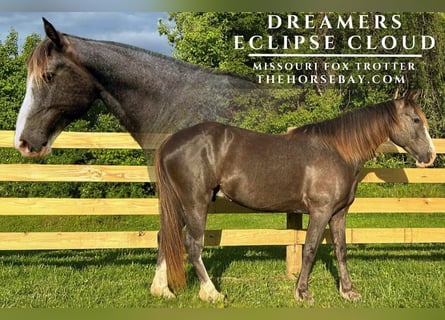 Fox trotter de Missouri, Caballo castrado, 7 años, 160 cm, Negro