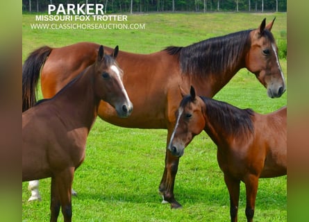 Fox trotter de Missouri, Caballo castrado, 8 años, 142 cm, Castaño rojizo