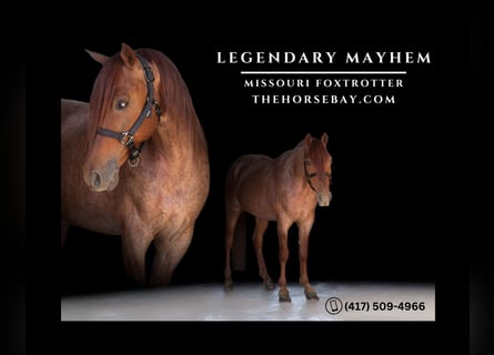 Fox trotter de Missouri, Caballo castrado, 8 años, 145 cm, Ruano alazán