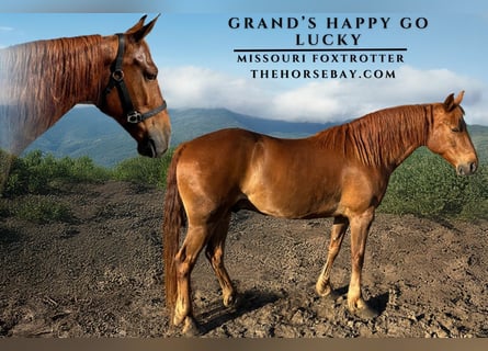 Fox trotter de Missouri, Caballo castrado, 8 años, 152 cm, Alazán rojizo