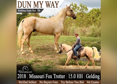 Fox trotter de Missouri, Caballo castrado, 8 años, 152 cm, Dunalino (Cervuno x Palomino)