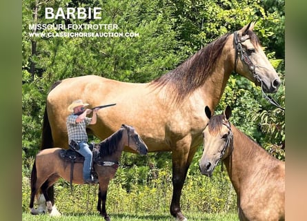 Fox trotter de Missouri, Yegua, 15 años, 142 cm, Buckskin/Bayo