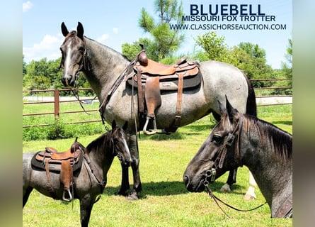 Fox trotter de Missouri, Yegua, 4 años, 152 cm, Ruano azulado