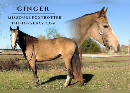 Fox trotter de Missouri, Yegua, 5 años, 152 cm, Buckskin/Bayo