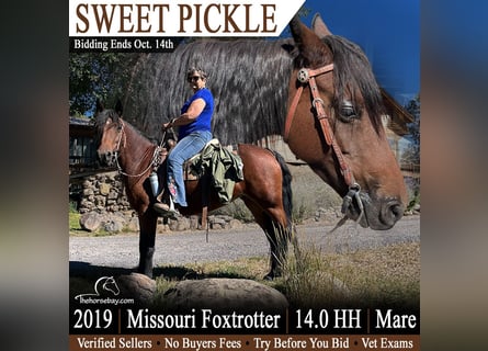 Fox trotter de Missouri, Yegua, 7 años, 142 cm, Castaño rojizo