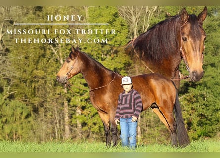 Fox trotter de Missouri, Yegua, 9 años, 147 cm