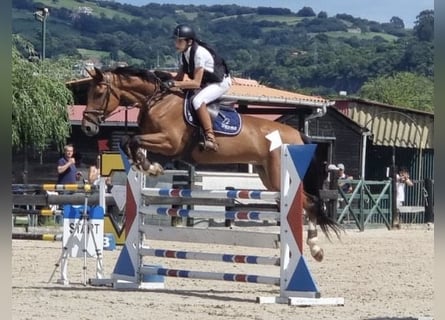 Francés de silla (Selle francais), Caballo castrado, 10 años, 165 cm, Castaño