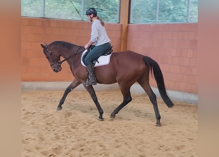 Francés de silla (Selle francais), Caballo castrado, 10 años, 168 cm, Castaño