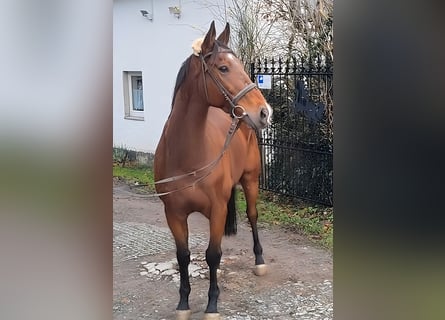 Francés de silla (Selle francais), Caballo castrado, 10 años, 173 cm, Castaño