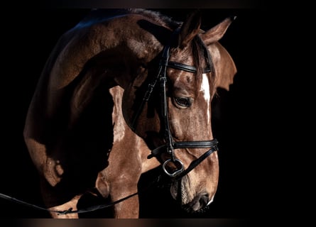 Francés de silla (Selle francais), Caballo castrado, 11 años, 163 cm, Castaño