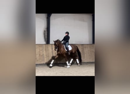 Francés de silla (Selle francais), Caballo castrado, 11 años, 175 cm