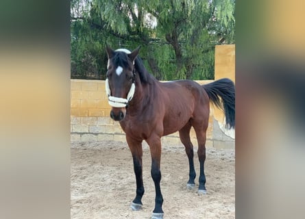 Francés de silla (Selle francais), Caballo castrado, 19 años, 174 cm, Castaño