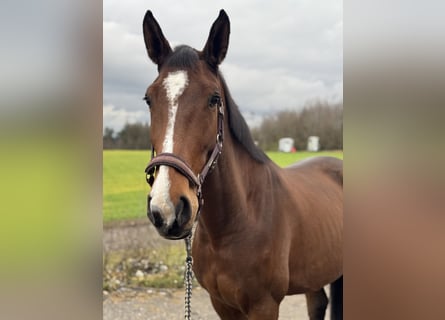 Francés de silla (Selle francais), Caballo castrado, 4 años, 167 cm, Castaño