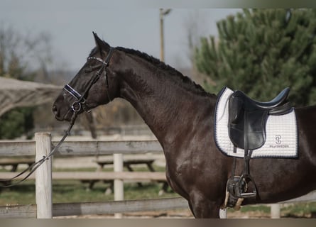 Francés de silla (Selle francais), Caballo castrado, 4 años, 170 cm, Negro