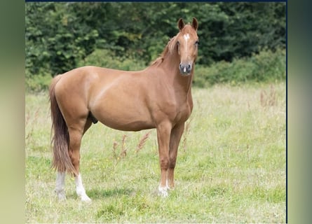 Francés de silla (Selle francais), Caballo castrado, 5 años, 165 cm, Alazán