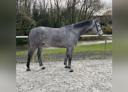 Francés de silla (Selle francais), Caballo castrado, 5 años, 168 cm, Tordo