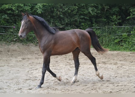 Francés de silla (Selle francais), Caballo castrado, 5 años, 169 cm, Morcillo