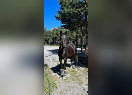 Francés de silla (Selle francais), Caballo castrado, 5 años, 173 cm, Morcillo