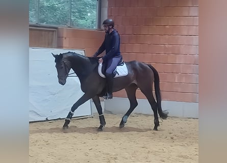 Francés de silla (Selle francais), Caballo castrado, 5 años, 177 cm, Castaño