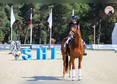 Francés de silla (Selle francais), Caballo castrado, 5 años, 180 cm, Alazán