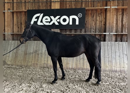 Francés de silla (Selle francais), Caballo castrado, 5 años, 180 cm, Morcillo