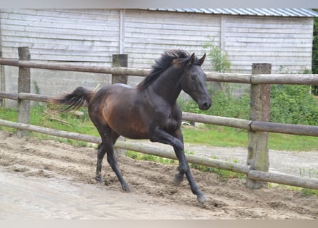 Francés de silla (Selle francais), Caballo castrado, 5 años, Negro