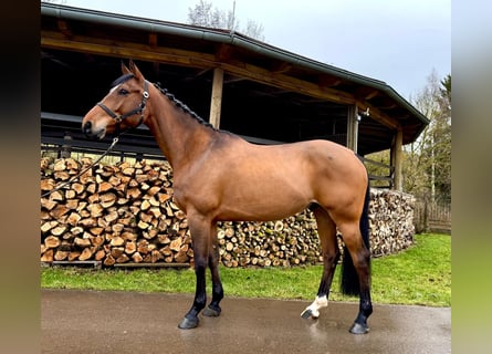 Francés de silla (Selle francais), Caballo castrado, 6 años, 160 cm, Castaño