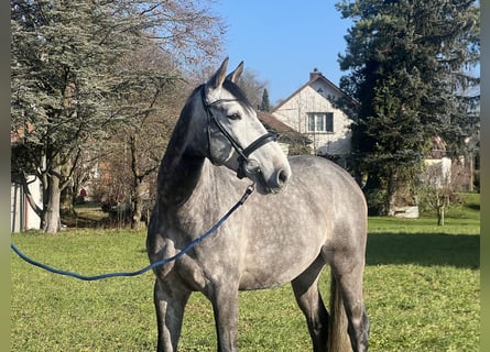 Francés de silla (Selle francais), Caballo castrado, 6 años, 167 cm, Tordo