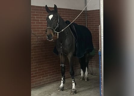 Francés de silla (Selle francais), Caballo castrado, 6 años, 180 cm, Castaño