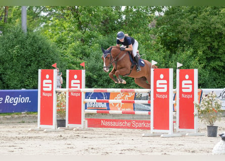 Francés de silla (Selle francais), Caballo castrado, 7 años, 163 cm, Alazán