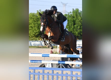 Francés de silla (Selle francais), Caballo castrado, 7 años, 167 cm, Castaño