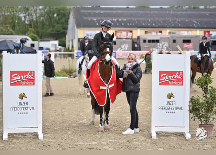 Francés de silla (Selle francais), Caballo castrado, 7 años, 167 cm, Castaño