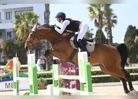 Francés de silla (Selle francais), Caballo castrado, 8 años, 165 cm, Castaño