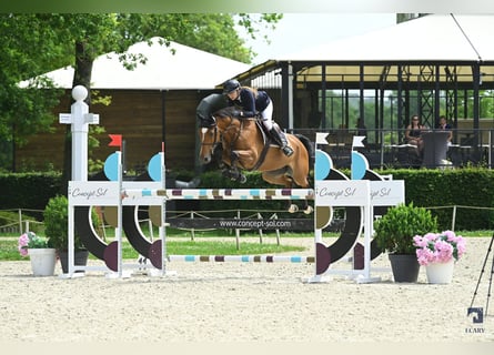 Francés de silla (Selle francais), Caballo castrado, 9 años, 165 cm, Castaño