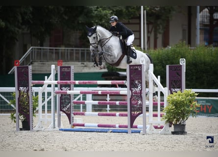 Francés de silla (Selle francais), Caballo castrado, 9 años, 171 cm, Tordo rodado