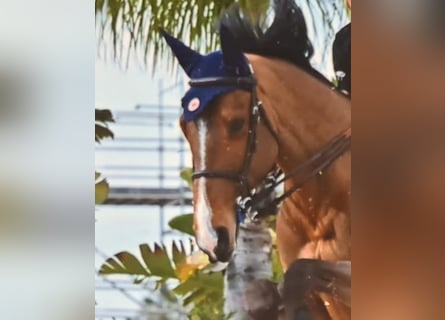 Francés de silla (Selle francais), Caballo castrado, 9 años, 173 cm, Castaño