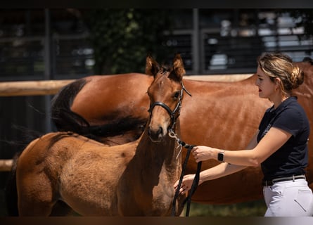 Francés de silla (Selle francais), Semental, 1 año, Alazán